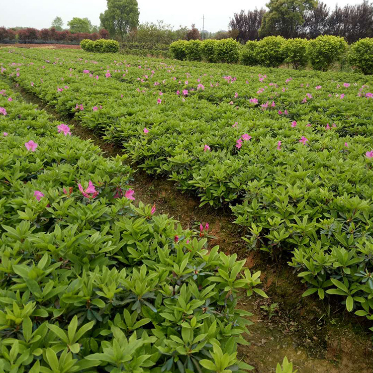 花木基地灌木花直销 春鹃小苗 湖南灌木小苗批发 货源充足