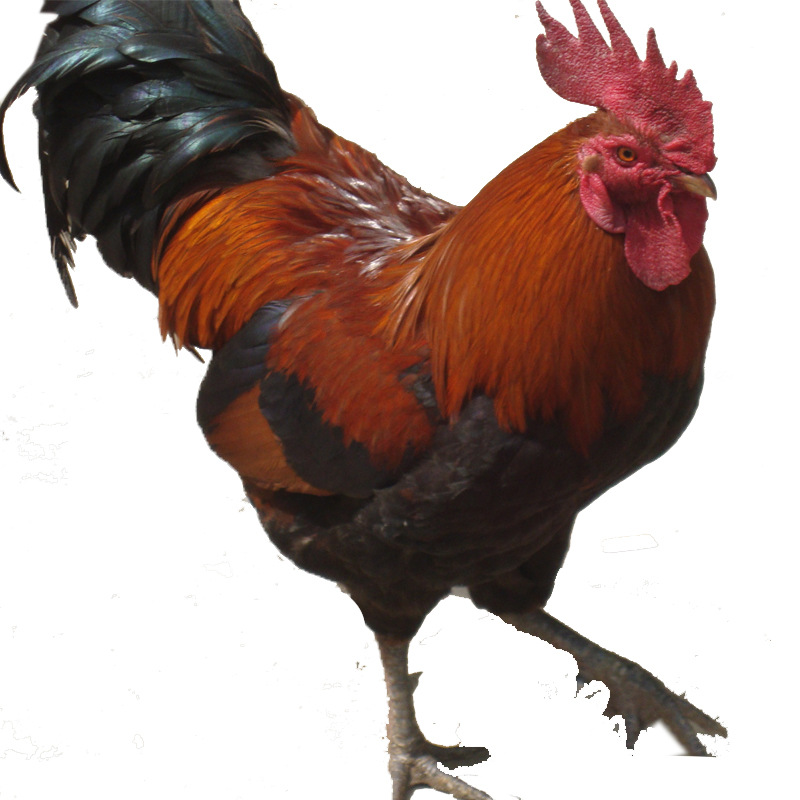 红瑶公鸡苗批发 黑瑶 红瑶常年供应