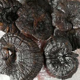 云南黑灵芝 金边灵芝 赤灵芝