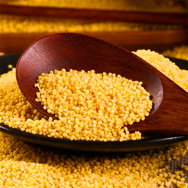 批发大金苗小米 杂粮小米2.5kg 石磨内蒙小米 米五谷杂粮