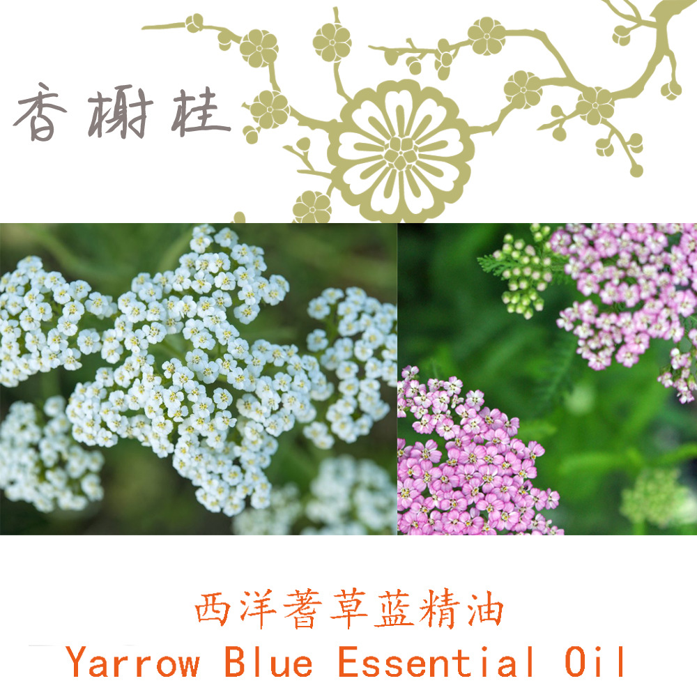 克罗地亚西洋蓍草蓝精油yarrowblueoil禾叶蓍单方精油10ml起订