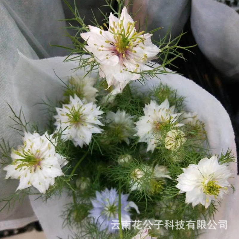 黑种草 云南昆明黑种草鲜切花瓶插花斗南基地批发