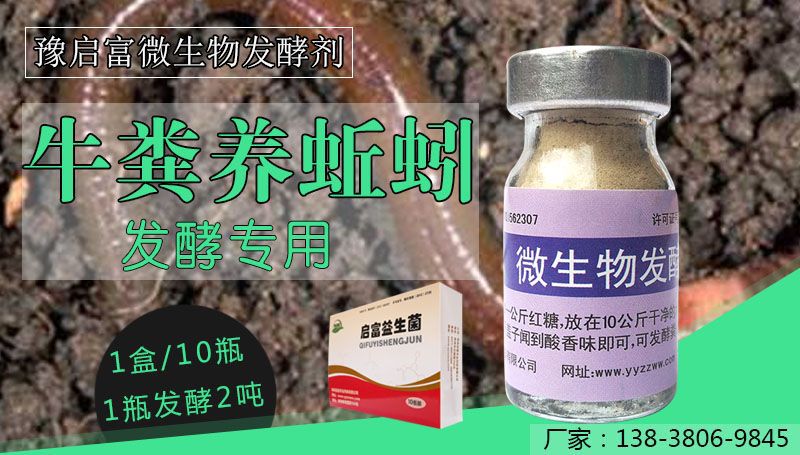 发酵牛粪养蚯蚓
