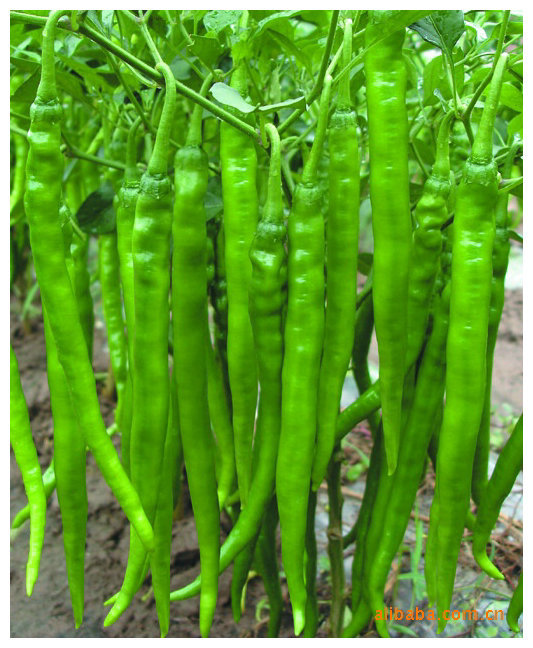 湘研蔬菜种子批发 高产,皮薄肉脆浅线椒辣椒种子-湘妃