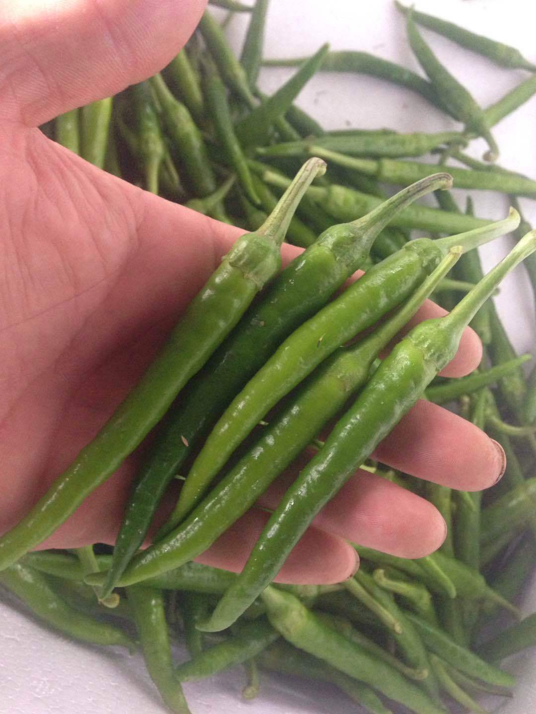 供应 基地直发 新鲜蔬菜预售6月发货新鲜杭椒 辣椒 青杭椒18斤件泡沫-