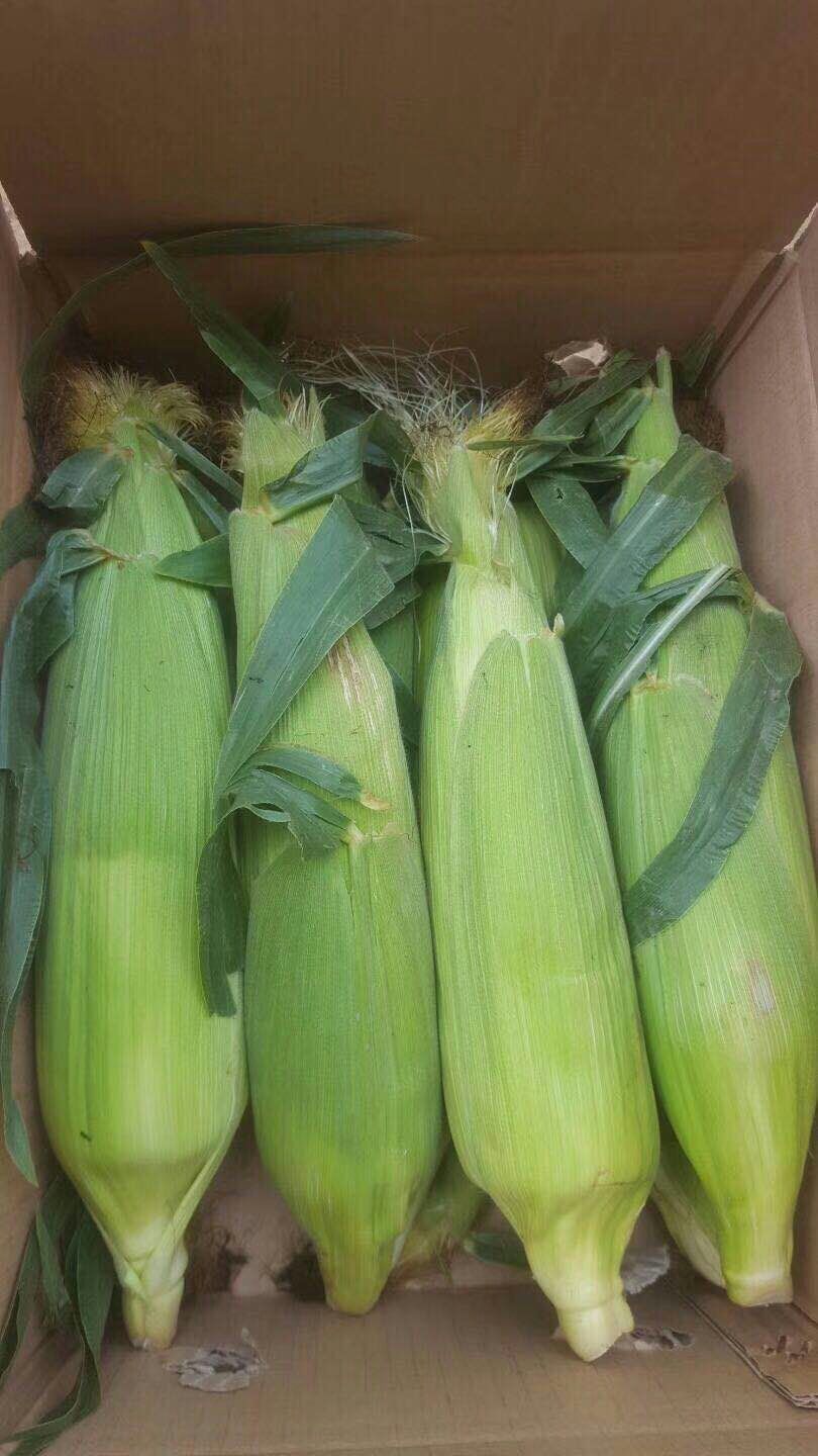 2018年云南特产 新鲜水果玉米 现摘甜玉米玉米棒 5斤包邮 可生吃