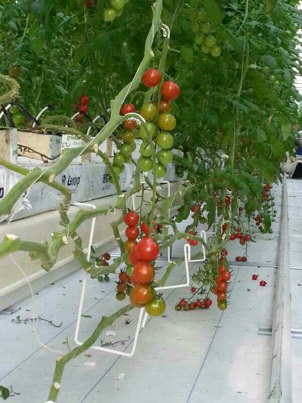 西红柿吊秧挂钩 温室大棚无土栽培 吊蔓钩黄瓜落蔓器吊秧钩