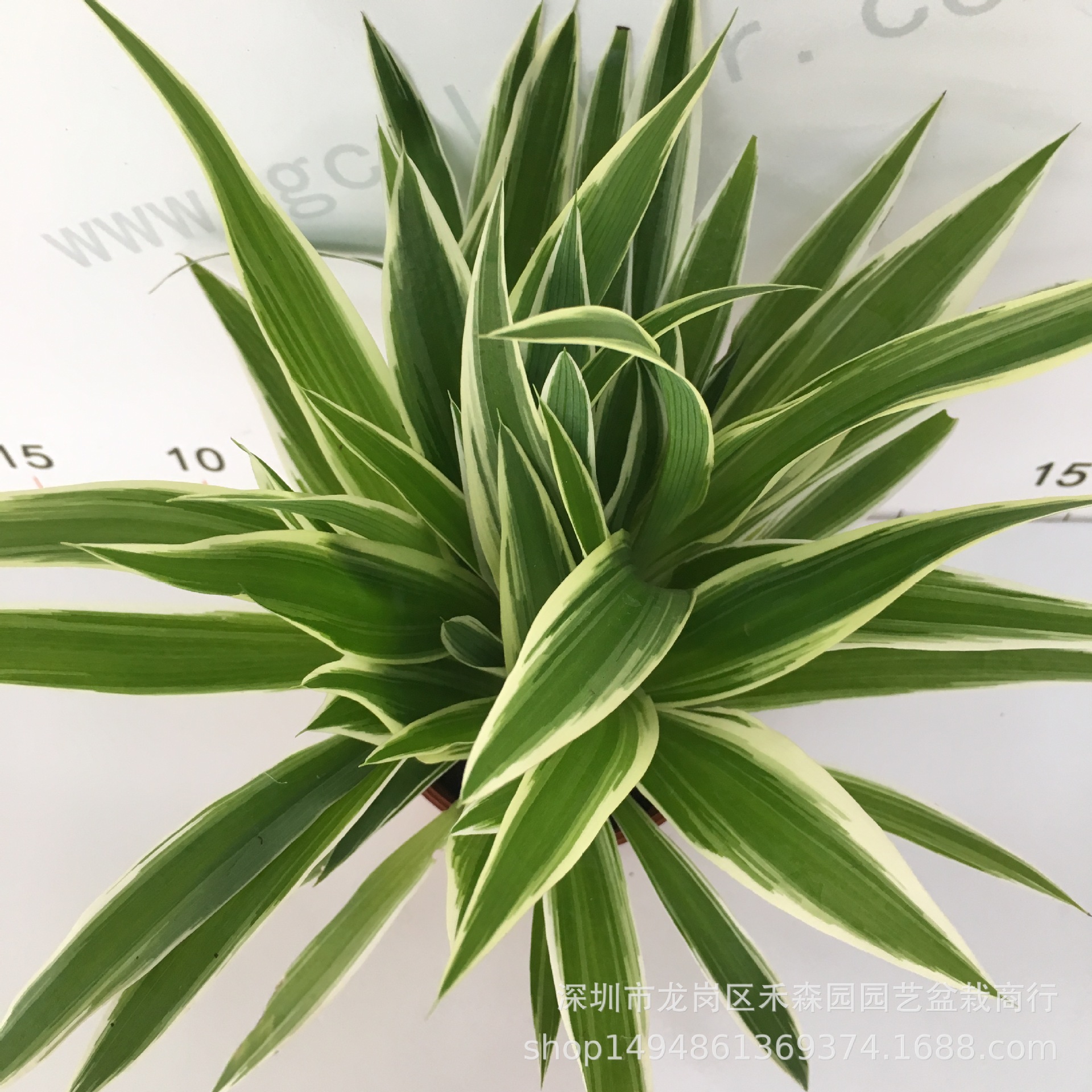 基地直供批发观叶绿萝植物绿化墙耐养中小盆栽90#金边吊兰