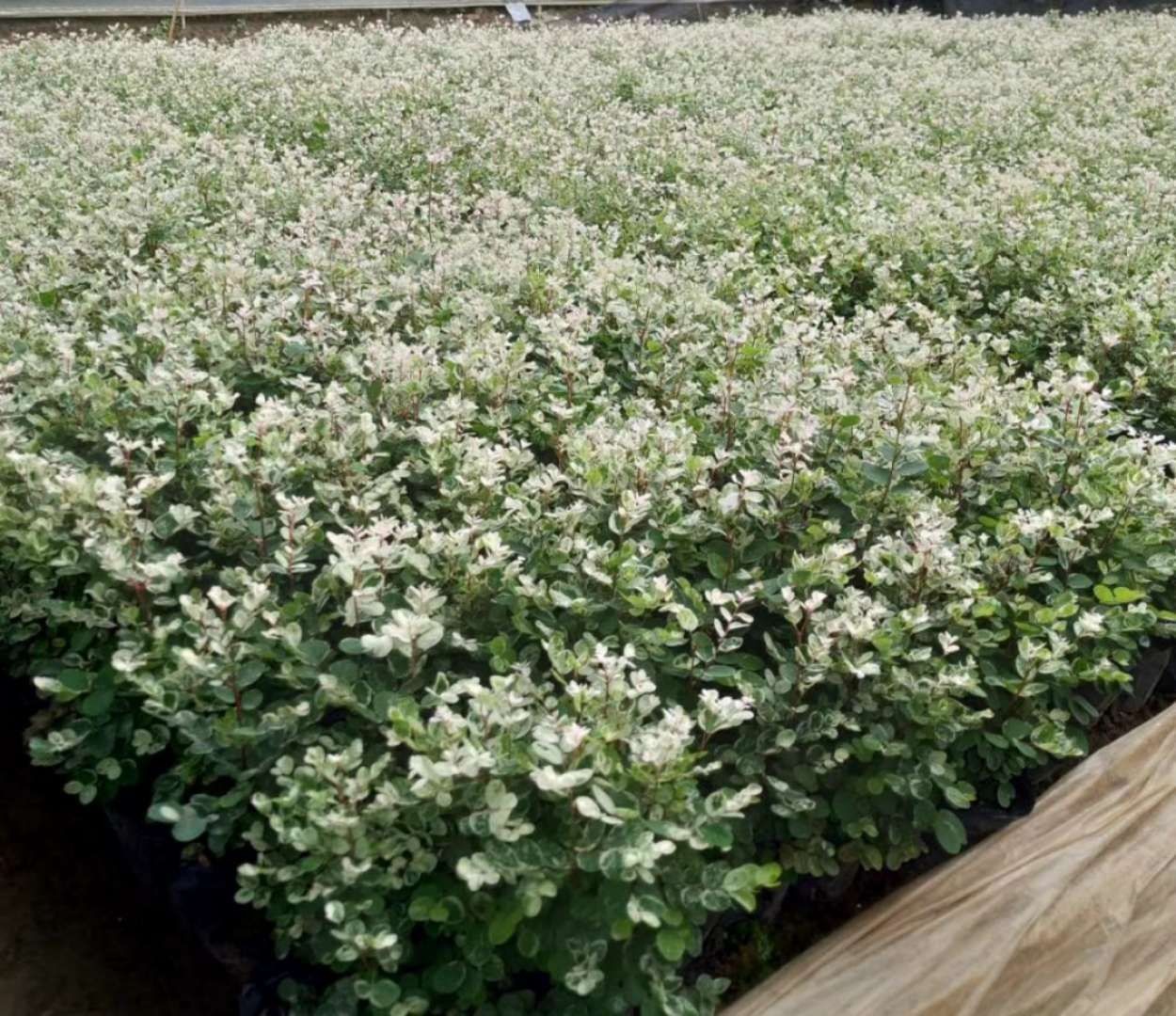 广东花厂批发白雪木盆栽,绿植地被雪花木,多种规种