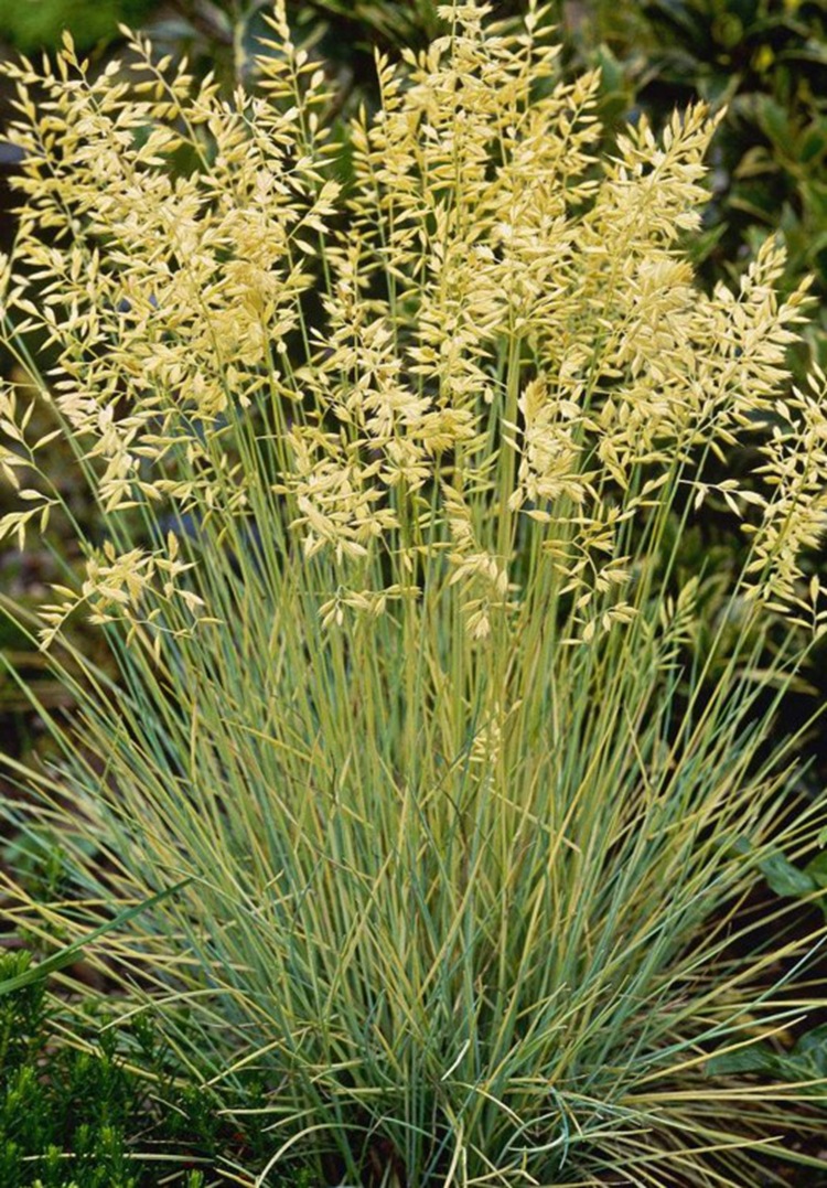 冰草种子 别名野麦子,扁穗冰草,羽状小麦草 暖季型草坪牧草种子