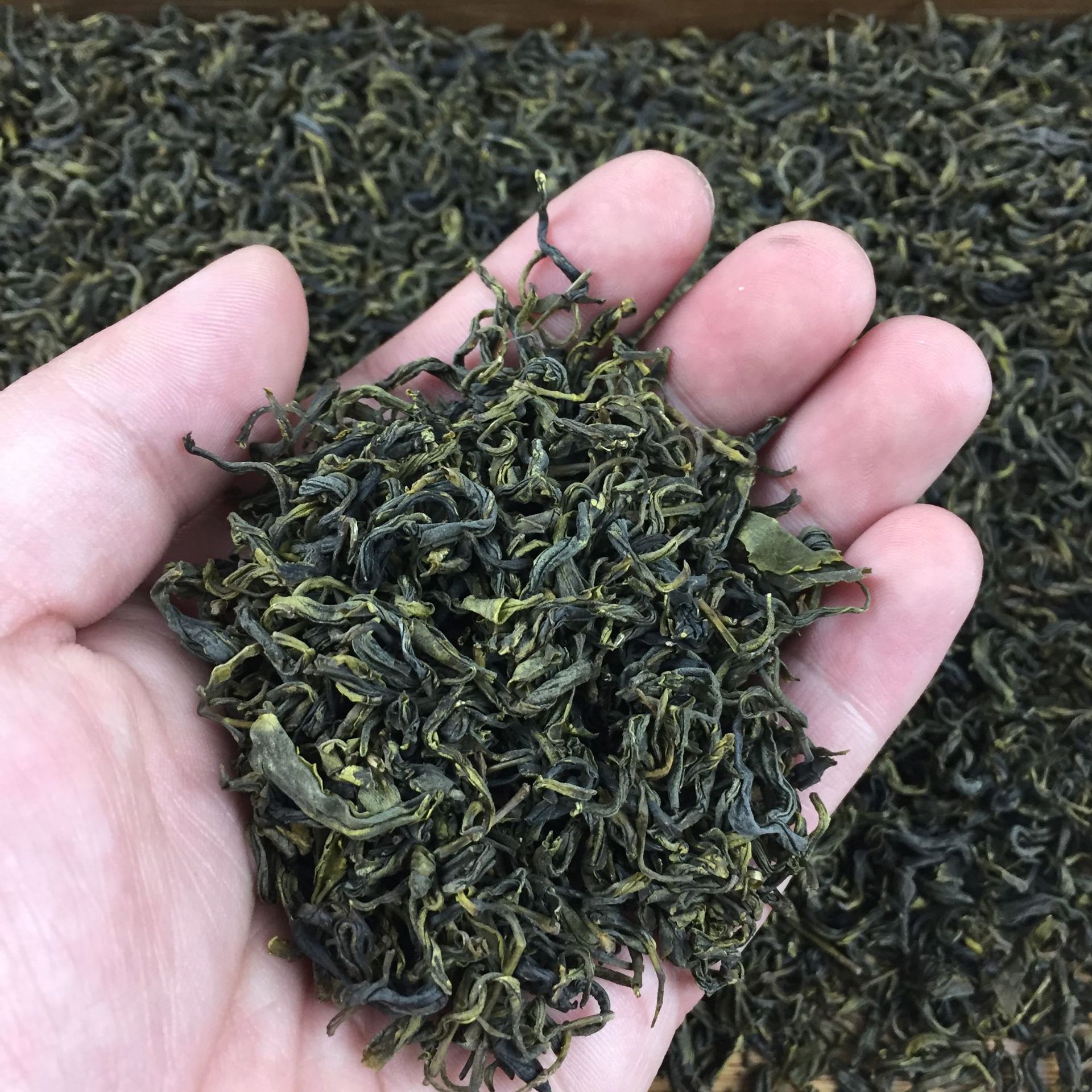 2019高山茶叶高山云雾500g散装绿茶 新茶新炒绿茶 福建茶叶批发