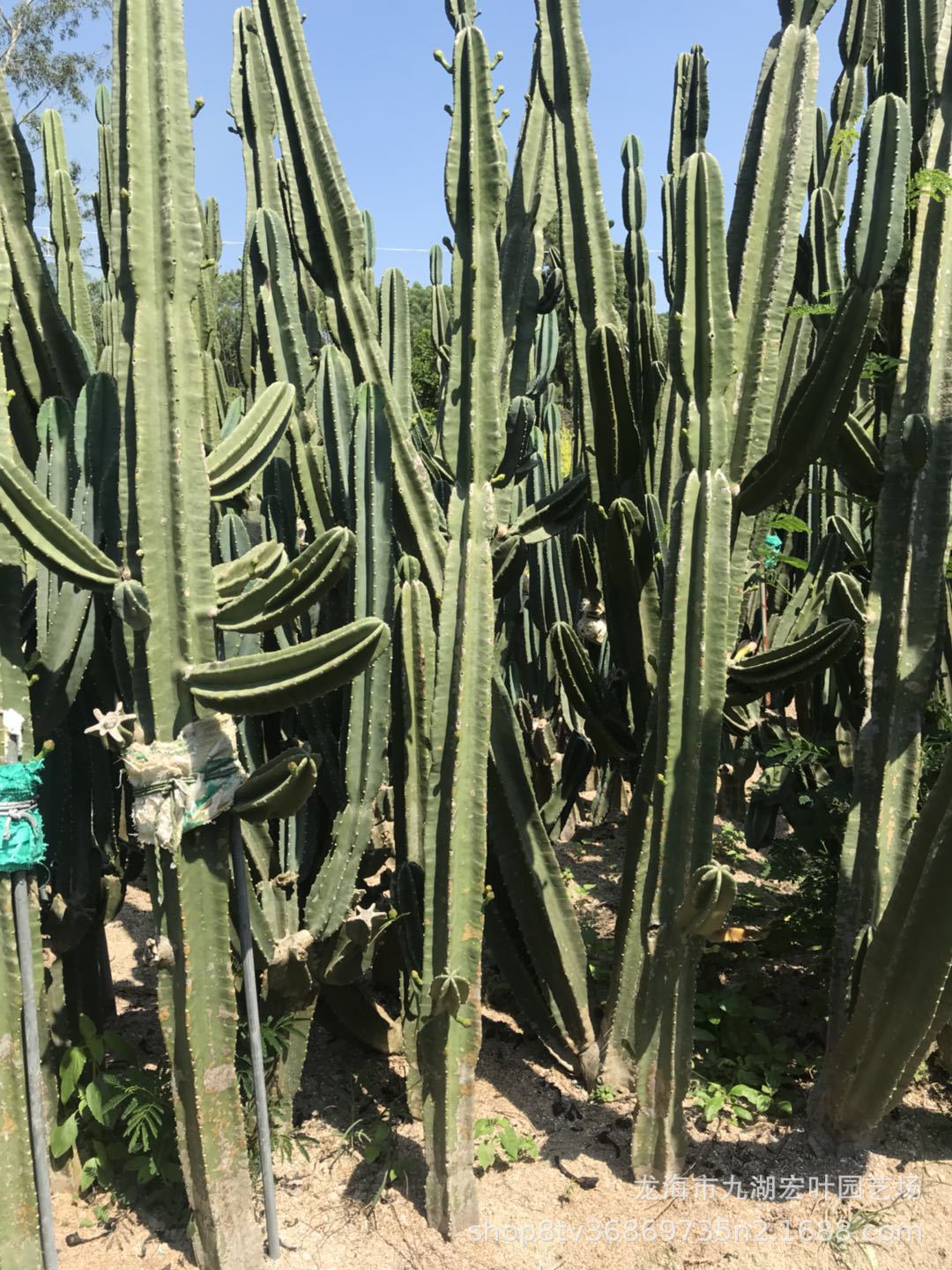 宏叶花卉 黄金条黄金柱仙人掌多肉植物景观盆栽 沙生植物基地直批