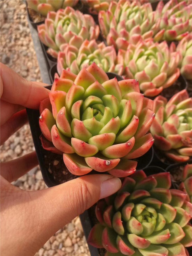 319多肉阳台植物大棚批发 红胭脂单头盆7cm品相美裸根发多肉品种