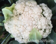 受欢迎台湾高档耐热青梗松花种子-不覆叶球面较白细花蕾早熟品种