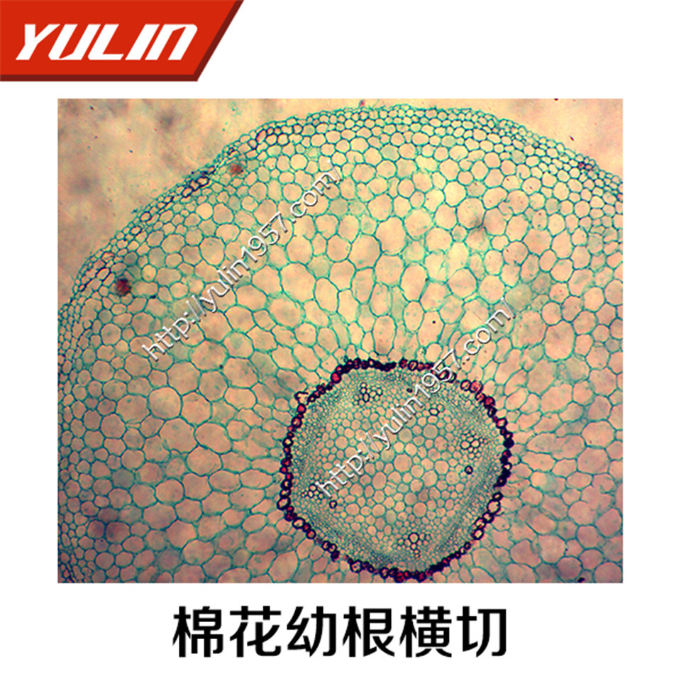 高教类生物显微镜标本切片标本   现货供应 棉花幼根横切