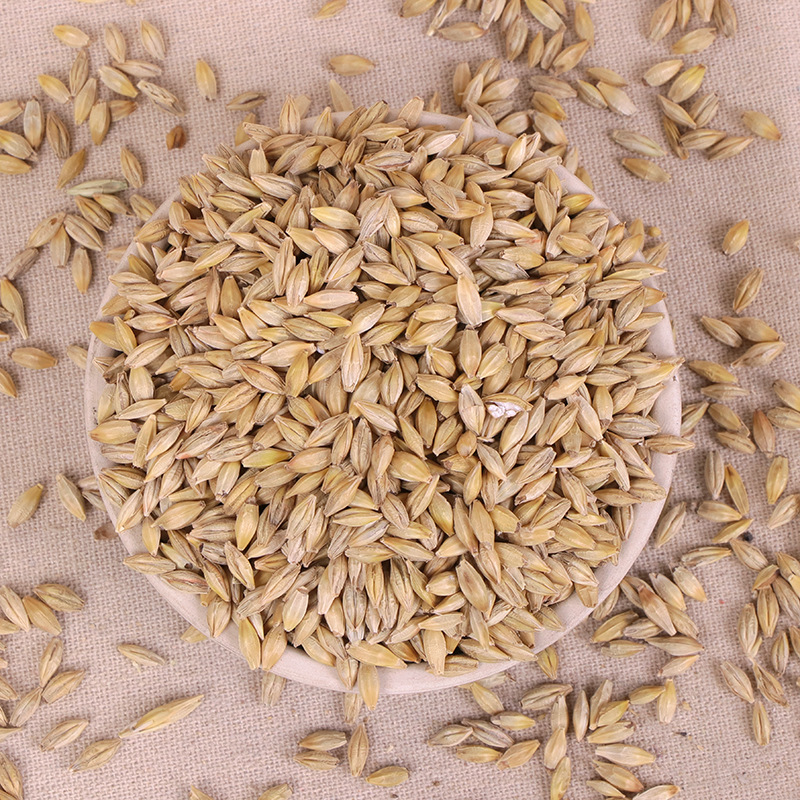 批发带壳大麦 酿酒 饲料大麦 麦芽糖 大麦茶大麦 50kg袋装大麦