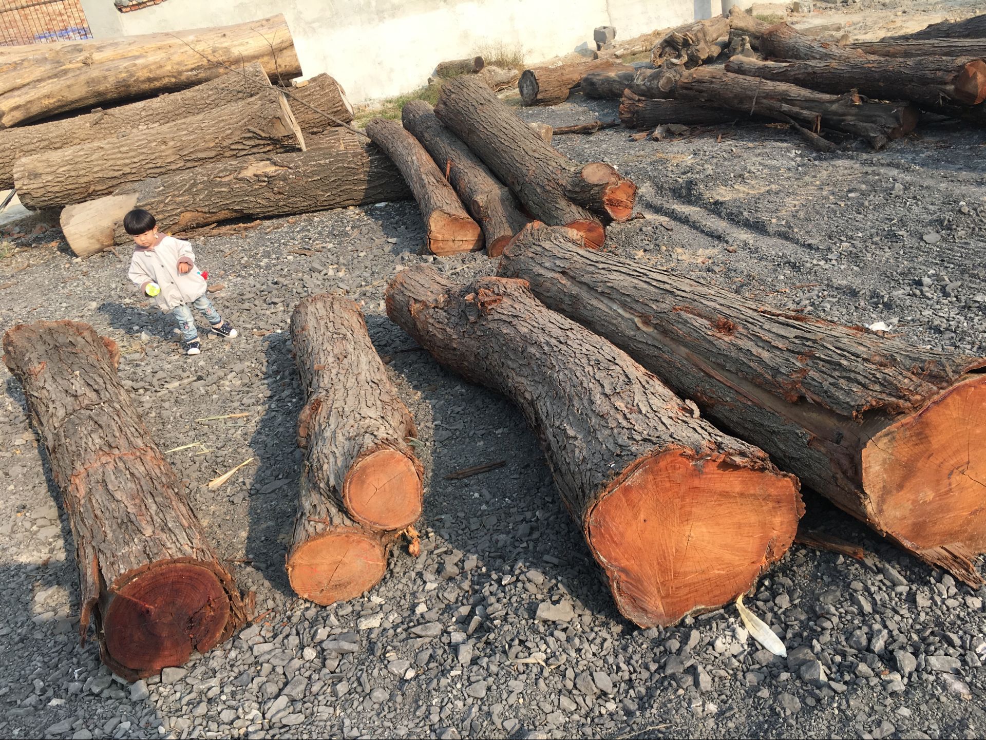 大量供应本地香椿板材多用于仿古家具及工艺品优质香椿原木木材