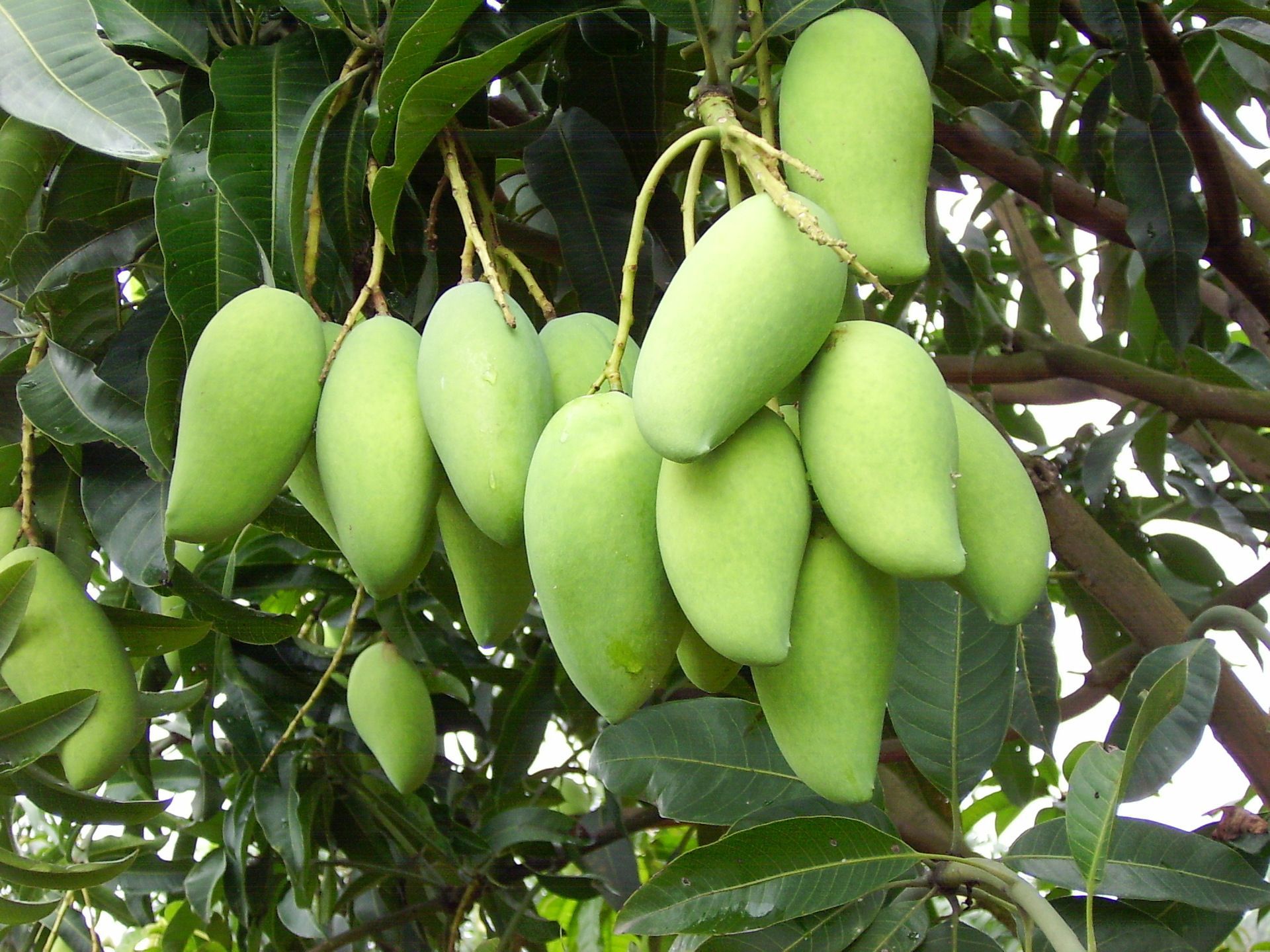 特产越南大青芒5斤新鲜大青芒果一件代发批发肉多核薄普通包邮