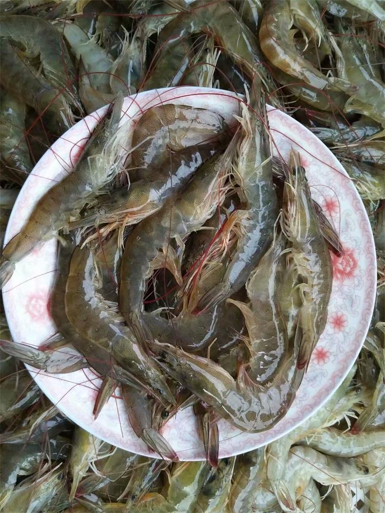 新鲜大对虾 南美白对虾 明虾 批发盒装 水产批发 餐饮食材供应