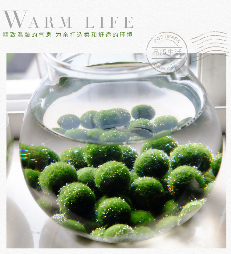 marimo幸福海藻球观赏活体真水草批发微景观生态瓶水族箱水