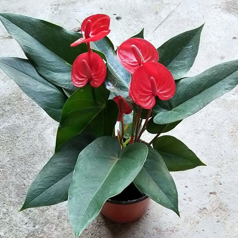 基地直供观叶植物小盆栽绿化墙净化空花卉120小娇红掌