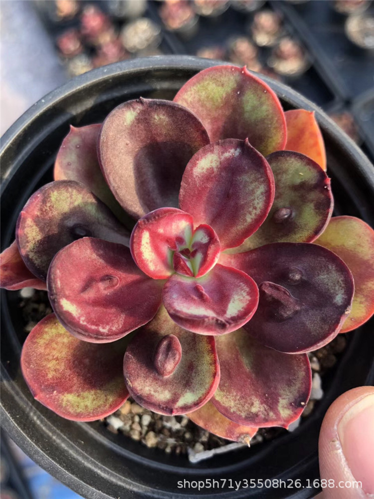 738多肉植物大棚批发盆栽状态龙骨红丝多肉品种品相实拍