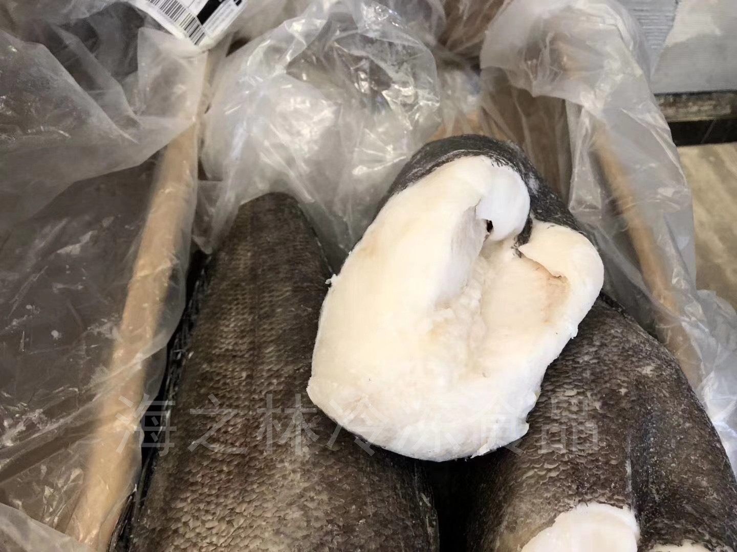 银鳕鱼 整条规格齐全 深海新鲜速冻犬牙鱼