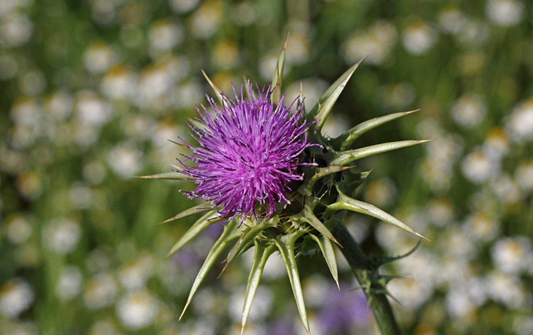 水飞蓟 批发中药材水飞蓟种子 水飞蓟籽 水飞雉 奶蓟子发芽率高