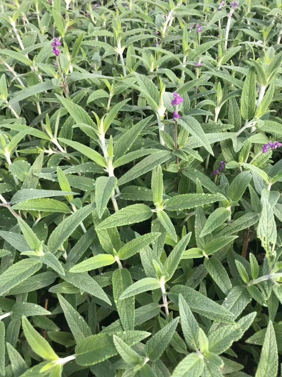 鼠尾草  多年生草本,植物界,双子叶植物纲,唇形科,鼠尾草属