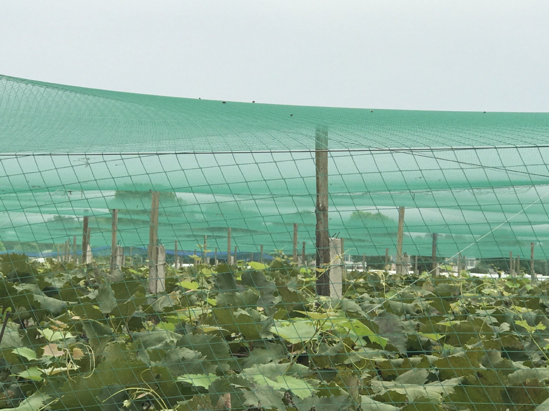 厂家葡萄园种植鱼塘专用防鸟网批发 农业用高密度聚乙烯防鸟网