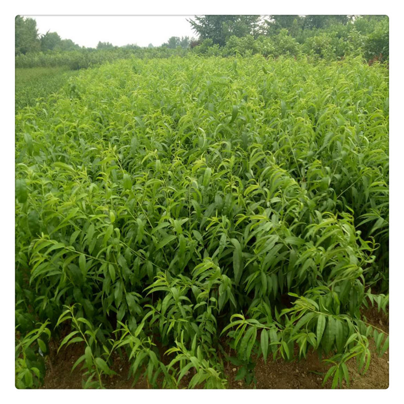 基地直销中华寿桃新品种桃树苗个头大品质好成熟晚丰产