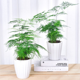 【基地直销】文竹盆栽创意性观赏花卉办公室桌面绿植防电脑辐射