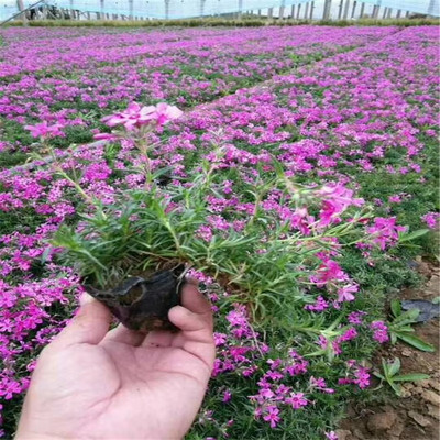 优质丛生福禄考 直立福禄考 颜色多 花海芝樱 宿根花卉基地