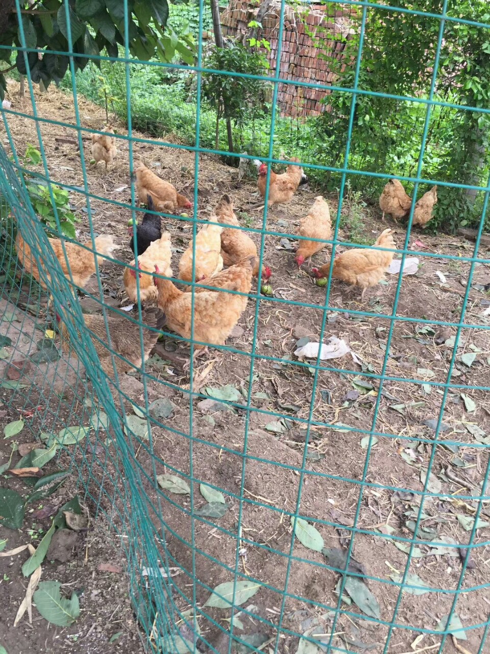 山林树林养鸡围栏 散养鸡野鸡铁丝网 养殖围栏 圈地护栏网 厂