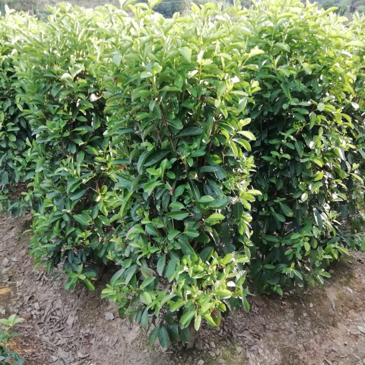 湖南低价批发常绿法国冬青 绿篱法青 法国冬青柱珊瑚树柱子价格