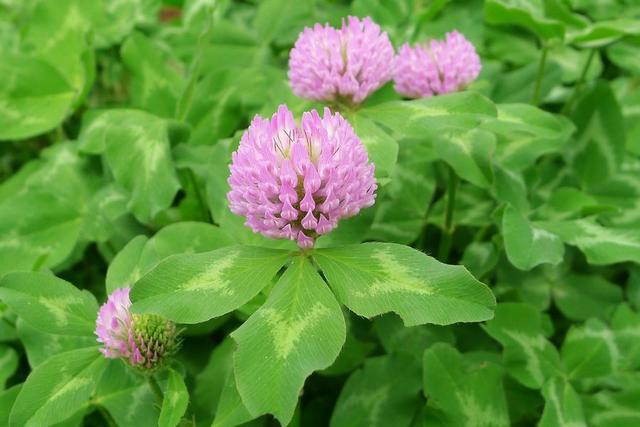 厂家直销 优质红车轴草异黄酮 40% 天然红车轴草提取物 工厂现货