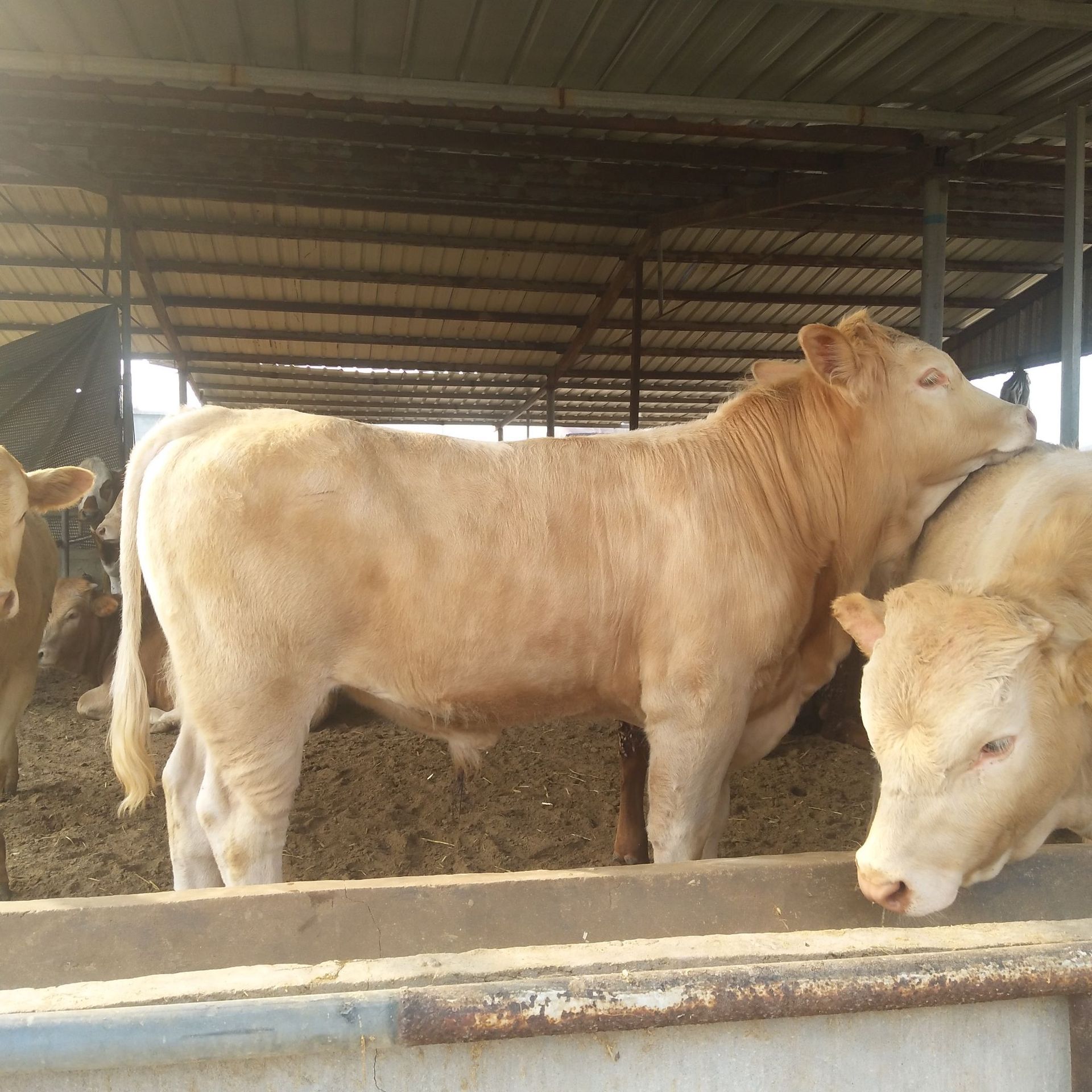 鲁西黄牛肉牛犊甘肃地区养殖鲁西黄牛犊 适合环境 改良五元杂交牛