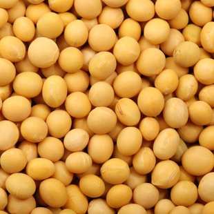 食用黄豆图片 - 海量高清食用黄豆图片大全 - 阿里巴巴