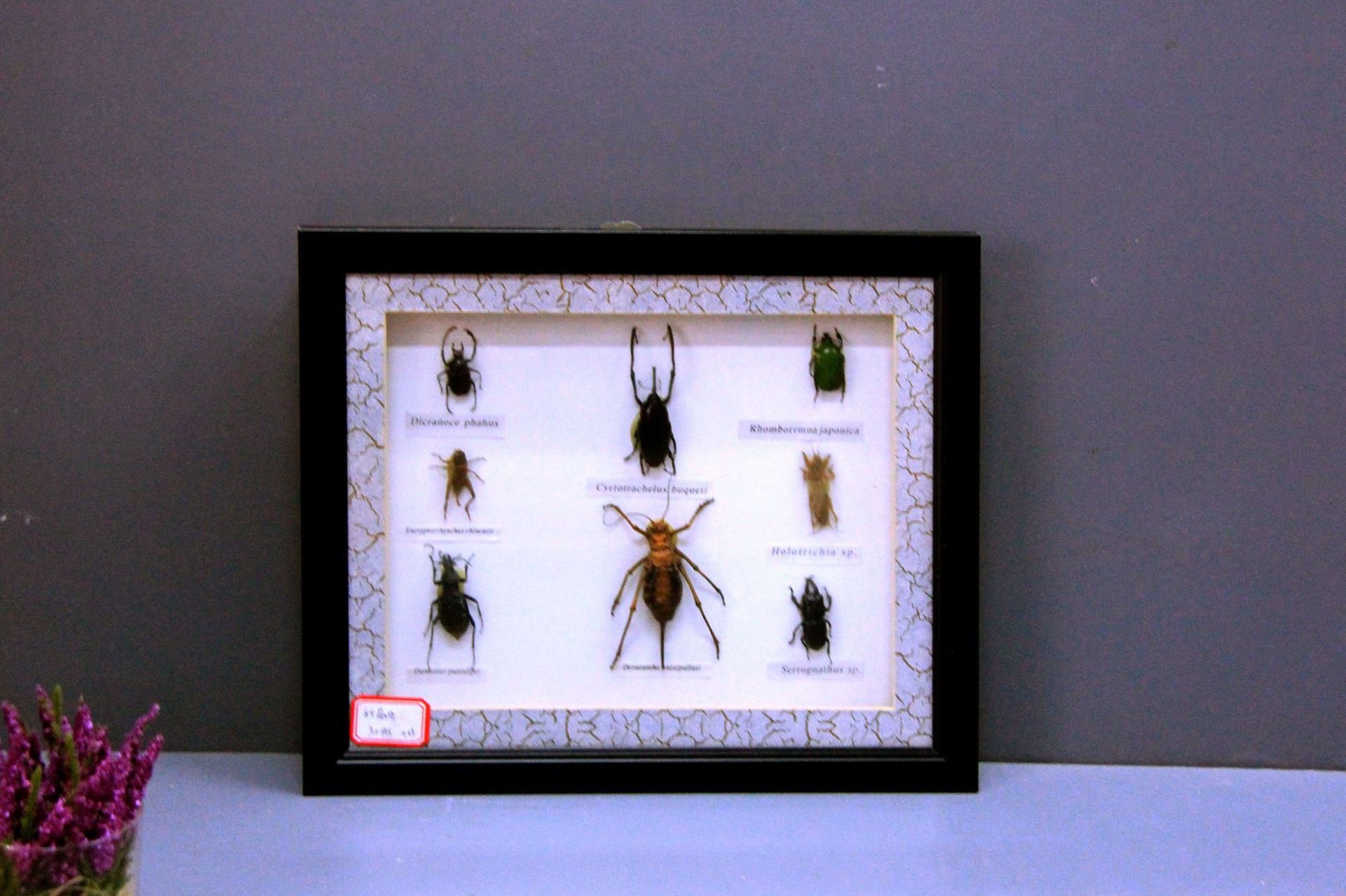 家居装饰挂件 昆虫标本相框 昆虫标本工艺品 多种昆虫标本
