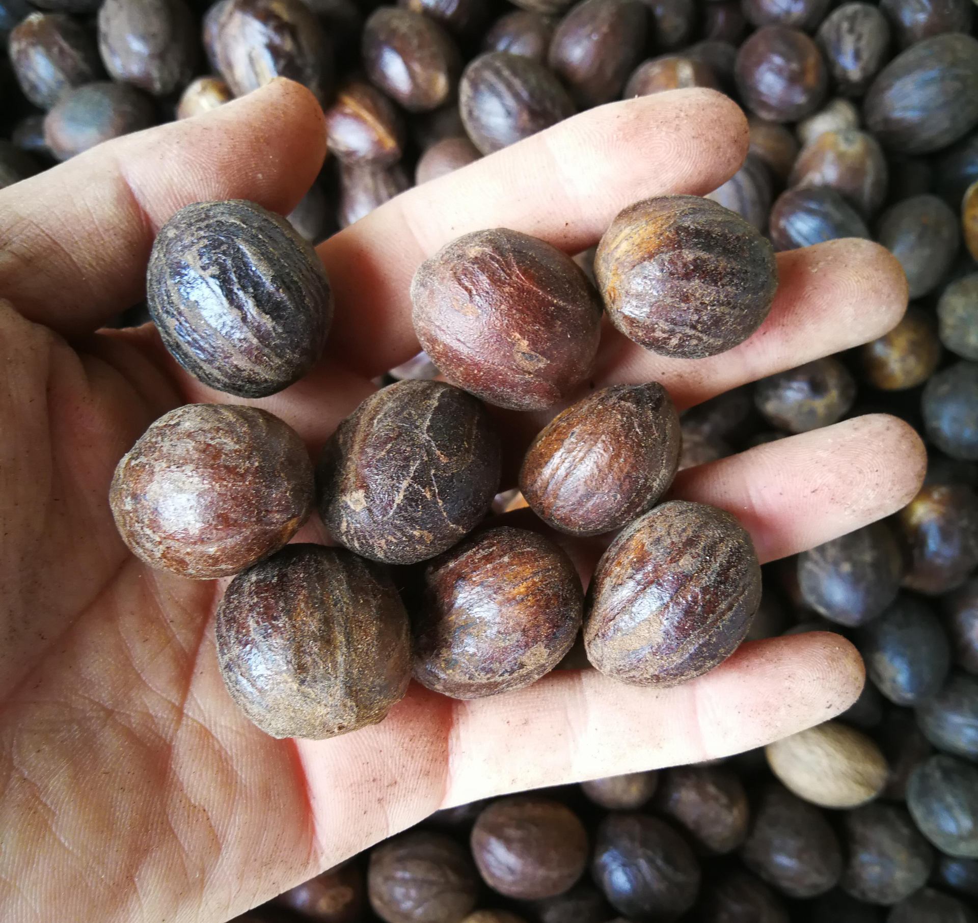 产地直销质圆香果 精选圆香果散装肉豆寇 圆香果 另有长香果