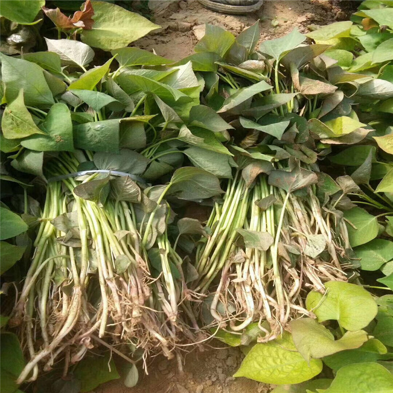 烟薯25秧子批发特价红薯苗烟薯蜜薯苗烟薯25红薯苗大田剪苗