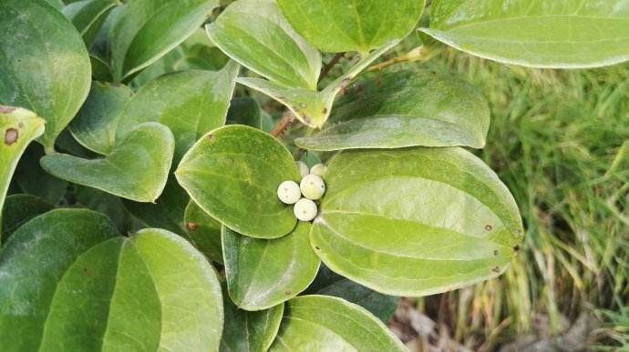 菝葜提取物10:1 金刚藤提取物