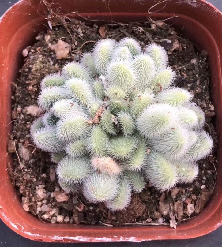 信东尼实物拍摄多头居多毛叶蓝景天多肉大