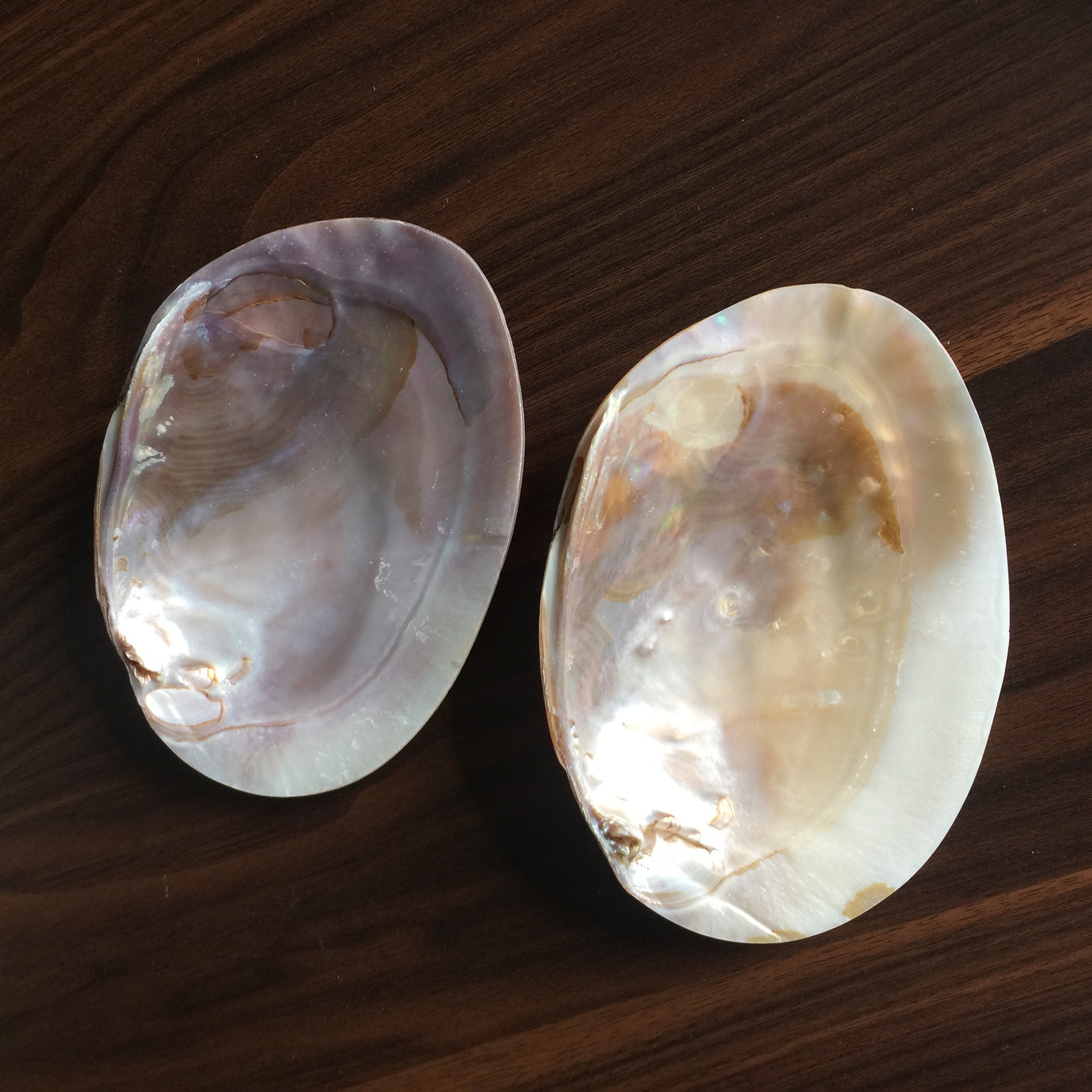 天然贝壳珍珠蚌壳 珍珠河蚌壳 抛光打磨饰品工艺品 原料