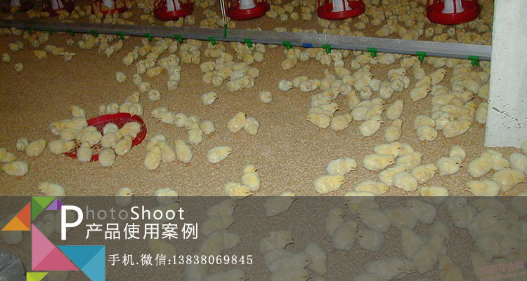 养鸡发酵床菌种客户案例