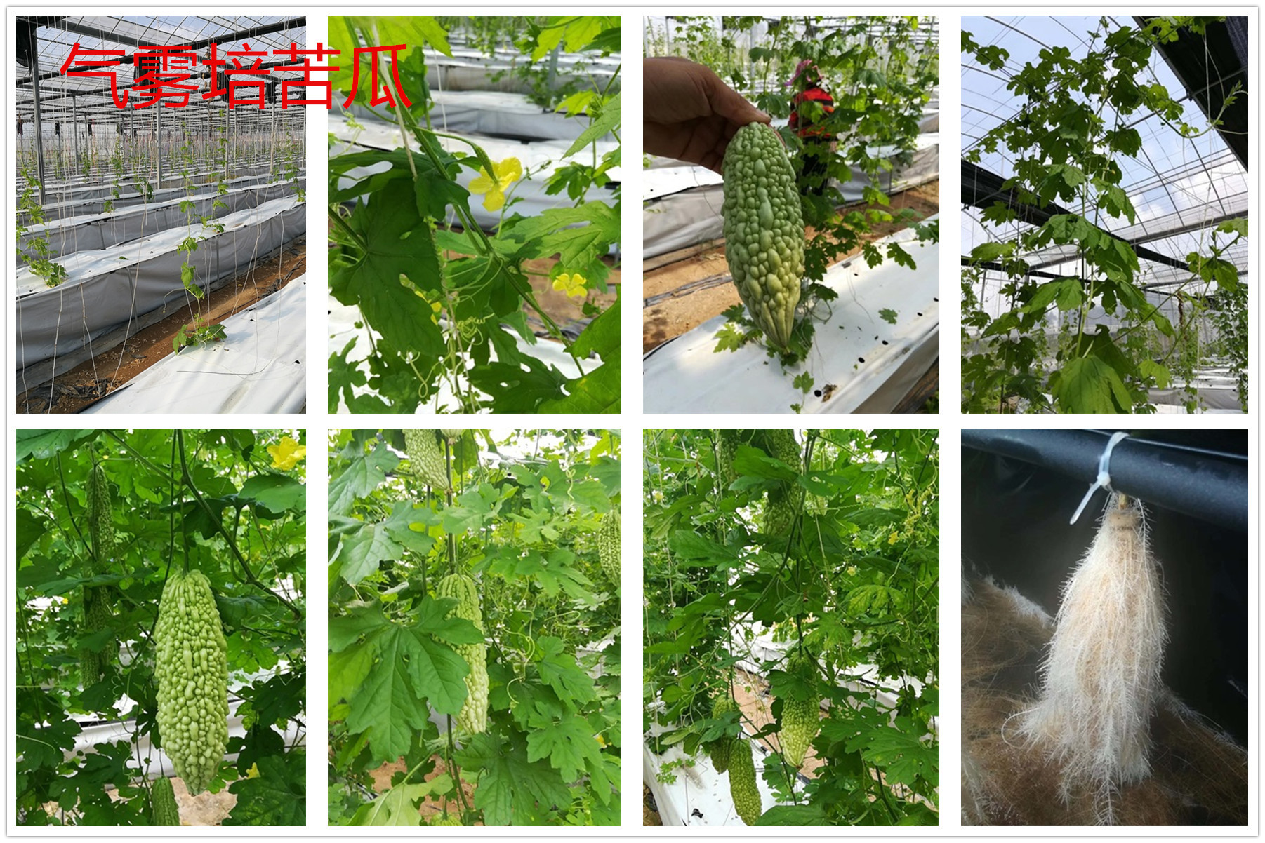 冰菜营养液|福建厦门化肥肥料浓缩营养液固体肥料