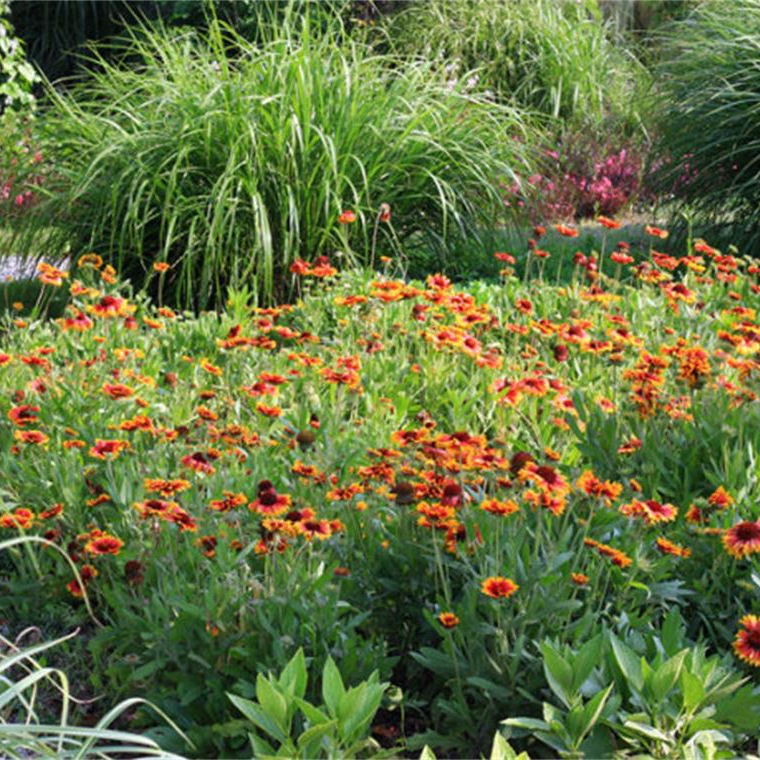 基地直销耐寒宿根地被花卉天人菊多年生分蘖力强花期长可常年供应