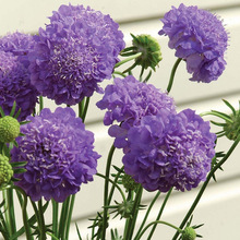 轮峰菊花种子紫盆花种籽四季易种耐寒花卉四季观花春秋播花种孑