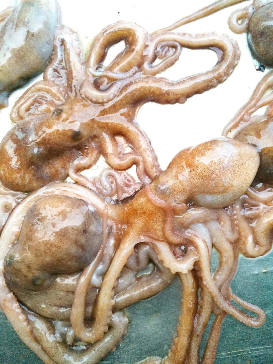 活八爪鱼 软体海鲜冷冻鲜活章鱼 餐厅酒店供应