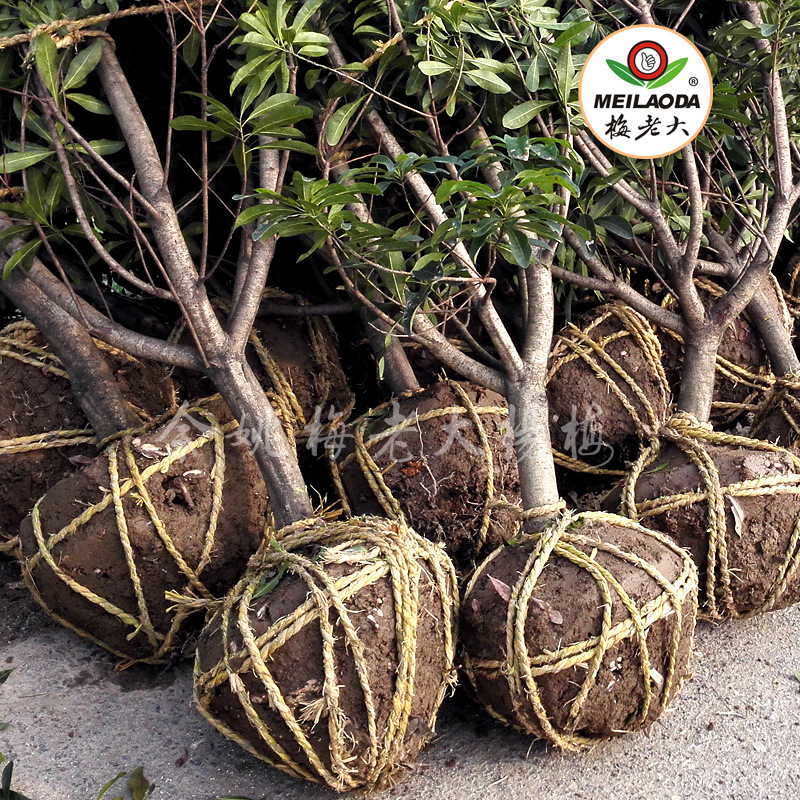 (田苗)5年生5公分荸荠杨梅挂果苗苗 余姚慈溪嫁接杨梅种苗